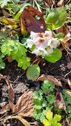 Bergenie 'Schneekönigin' -Günstiges Erd Seele Geschäft bergenie schneekoenigin m077177 1394953 0