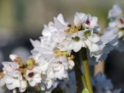 Bergenie 'Schneekönigin'
