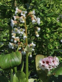 Bergenie 'Schneekönigin' -Günstiges Erd Seele Geschäft bergenie schneekoenigin m077177 w 0