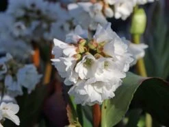 Bergenie 'Schneekönigin' -Günstiges Erd Seele Geschäft bergenie schneekoenigin m077177 w 2