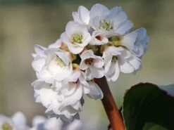Bergenie 'Schneekönigin' -Günstiges Erd Seele Geschäft bergenie schneekoenigin m077177 w 3