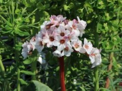 Bergenie 'Schneekönigin' -Günstiges Erd Seele Geschäft bergenie schneekoenigin m077177 w 4