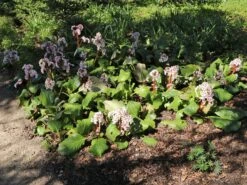 Bergenie 'Schneekönigin' -Günstiges Erd Seele Geschäft bergenie schneekoenigin m077177 w 5