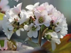 Bergenie 'Schneekönigin' -Günstiges Erd Seele Geschäft bergenie schneekoenigin m077177 w 6