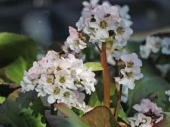 Bergenie 'Schneekönigin' -Günstiges Erd Seele Geschäft bergenie schneekoenigin m077177 w 7