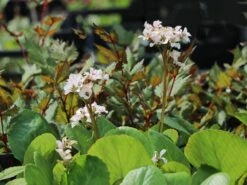 Bergenie 'Schneekönigin' -Günstiges Erd Seele Geschäft bergenie schneekoenigin m077177 w 8