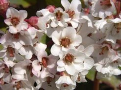 Bergenie 'Silberlicht'