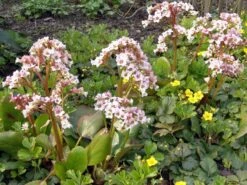 Bergenie 'Silberlicht' 15 Bergenie 'Silberlicht' -Günstiges Erd Seele Geschäft bergenie silberlicht m044641 w 0