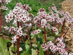 Bergenie 'Silberlicht' 21 Bergenie 'Silberlicht' -Günstiges Erd Seele Geschäft bergenie silberlicht m044641 w 1