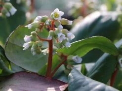 Bergenie 'Silberlicht' 20 Bergenie 'Silberlicht' -Günstiges Erd Seele Geschäft bergenie silberlicht m044641 w 2