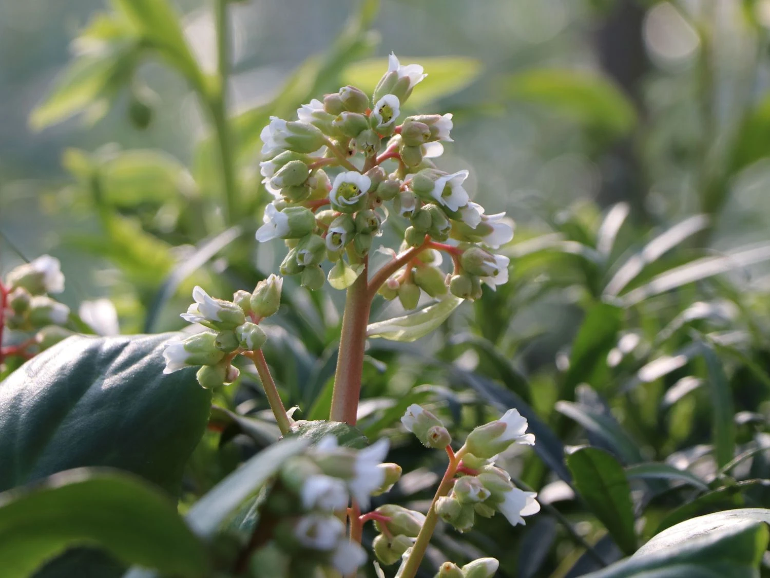 Bergenie 'Silberlicht' 12 Bergenie 'Silberlicht' – Bild 10