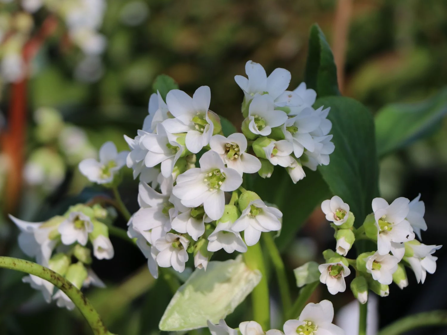 Bergenie 'Silberlicht' 6 Bergenie 'Silberlicht' – Bild 4