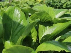 Bergenie 'Silberlicht' 19 Bergenie 'Silberlicht' -Günstiges Erd Seele Geschäft bergenie silberlicht m044641 w 5