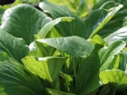 Bergenie 'Silberlicht' 23 Bergenie 'Silberlicht' -Günstiges Erd Seele Geschäft bergenie silberlicht m044641 w 6