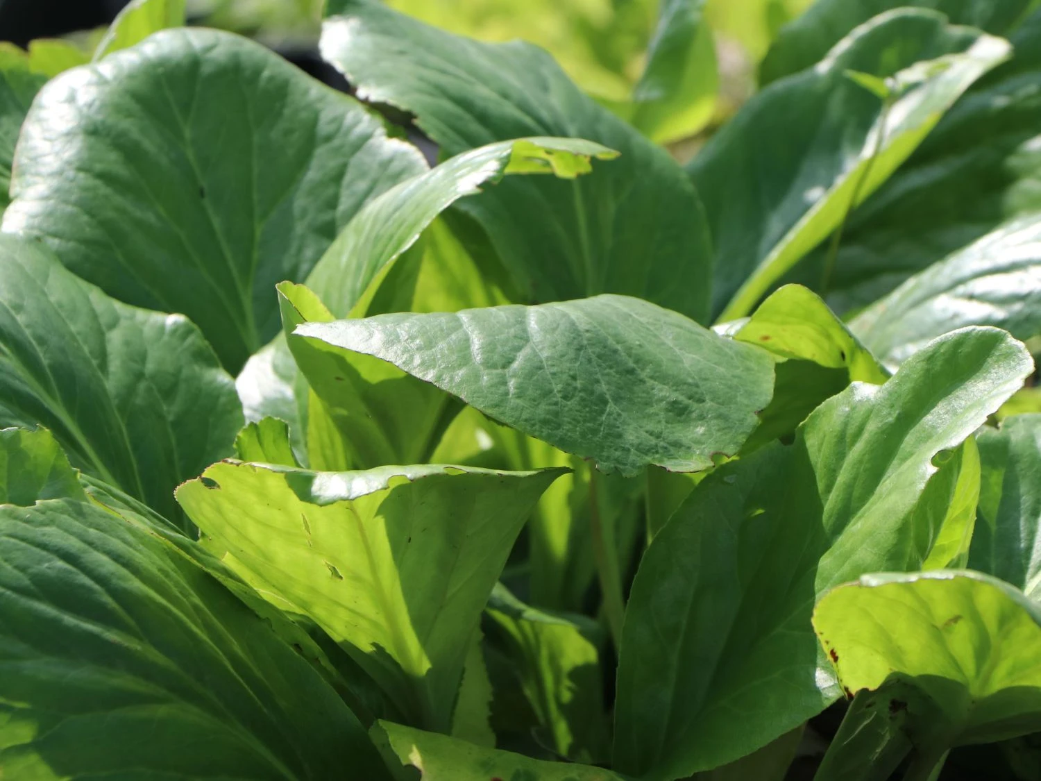 Bergenie 'Silberlicht' 13 Bergenie 'Silberlicht' – Bild 11