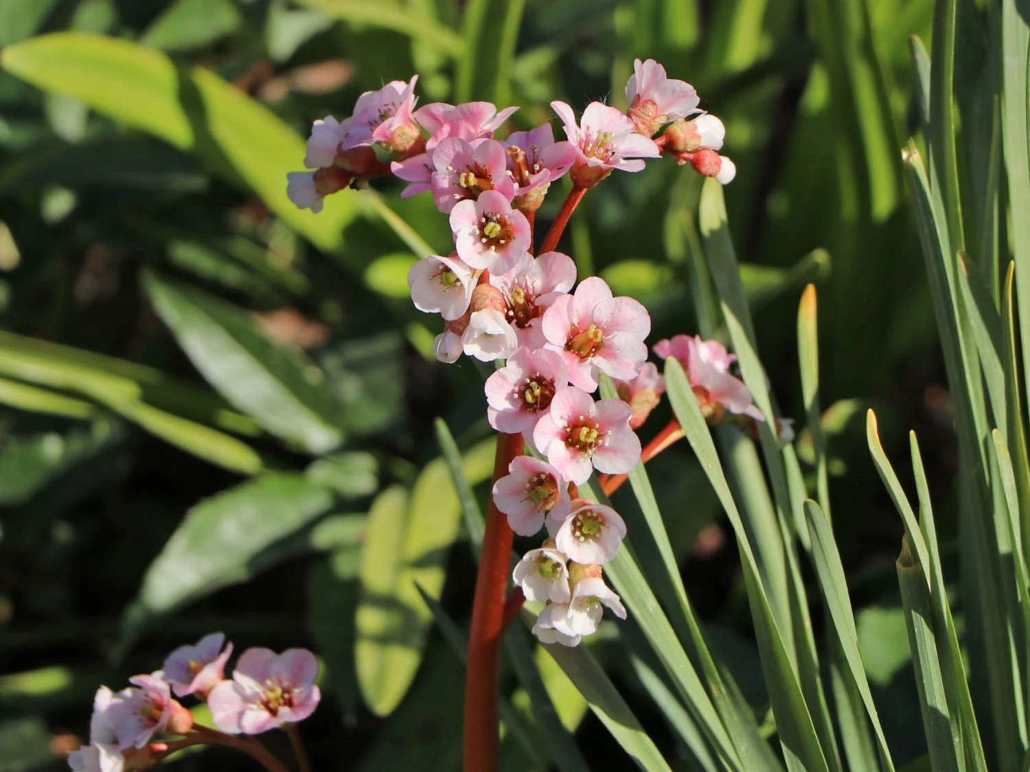 Bergenie 'Silberlicht' 8 Bergenie 'Silberlicht' – Bild 6