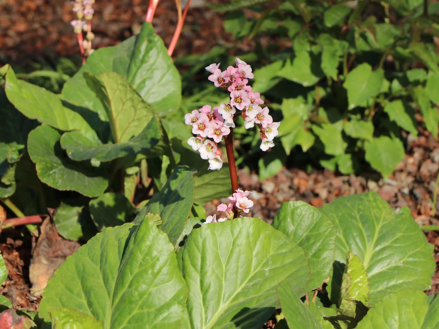 Bergenie 'Silberlicht' 7 Bergenie 'Silberlicht' – Bild 5