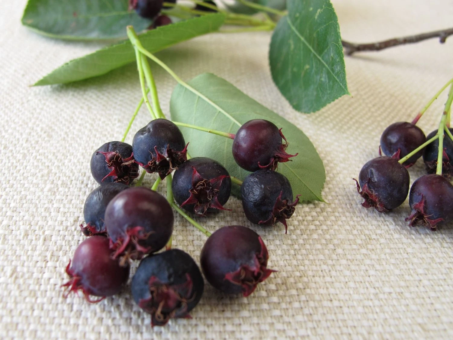 Besen-Felsenbirne 3 Besen-Felsenbirne