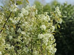 Besen-Felsenbirne 10 Besen-Felsenbirne -Günstiges Erd Seele Geschäft besen felsenbirne m068317 w 0