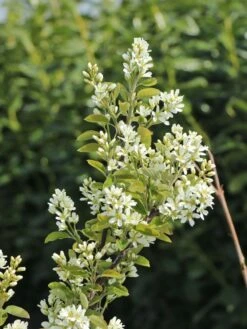 Besen-Felsenbirne 9 Besen-Felsenbirne -Günstiges Erd Seele Geschäft besen felsenbirne m068317 w 1