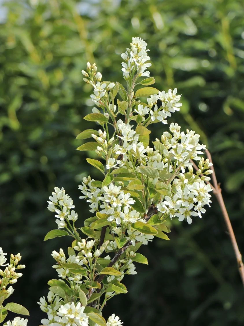 Besen-Felsenbirne 5 Besen-Felsenbirne – Bild 3