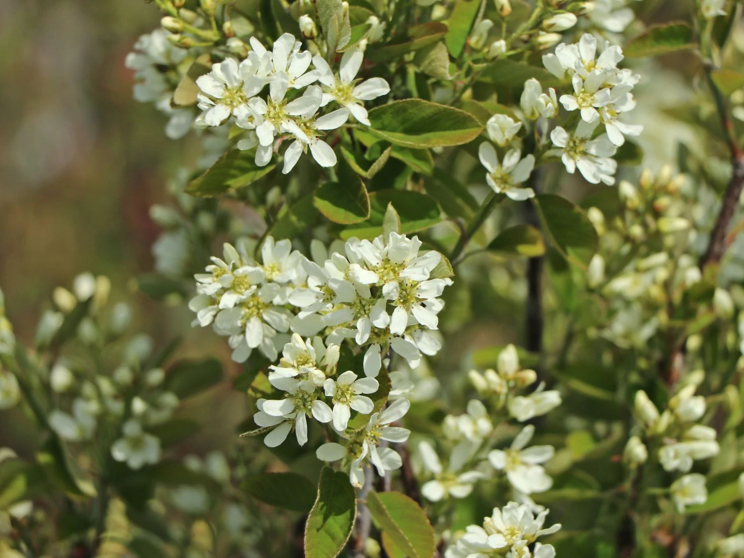 Besen-Felsenbirne 4 Besen-Felsenbirne – Bild 2