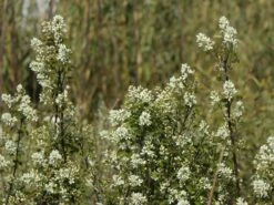 Besen-Felsenbirne 11 Besen-Felsenbirne -Günstiges Erd Seele Geschäft besen felsenbirne m068317 w 3