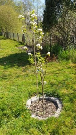 Birne 'Conference' 15 Birne 'Conference' -Günstiges Erd Seele Geschäft birne conference m006624 193676 0