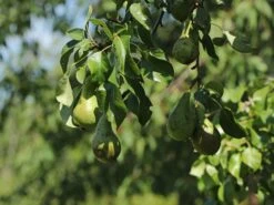 Birne 'Conference' 12 Birne 'Conference' -Günstiges Erd Seele Geschäft birne conference m006624 w 1