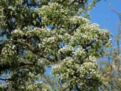 Birne 'Conference' 14 Birne 'Conference' -Günstiges Erd Seele Geschäft birne conference m006624 w 2