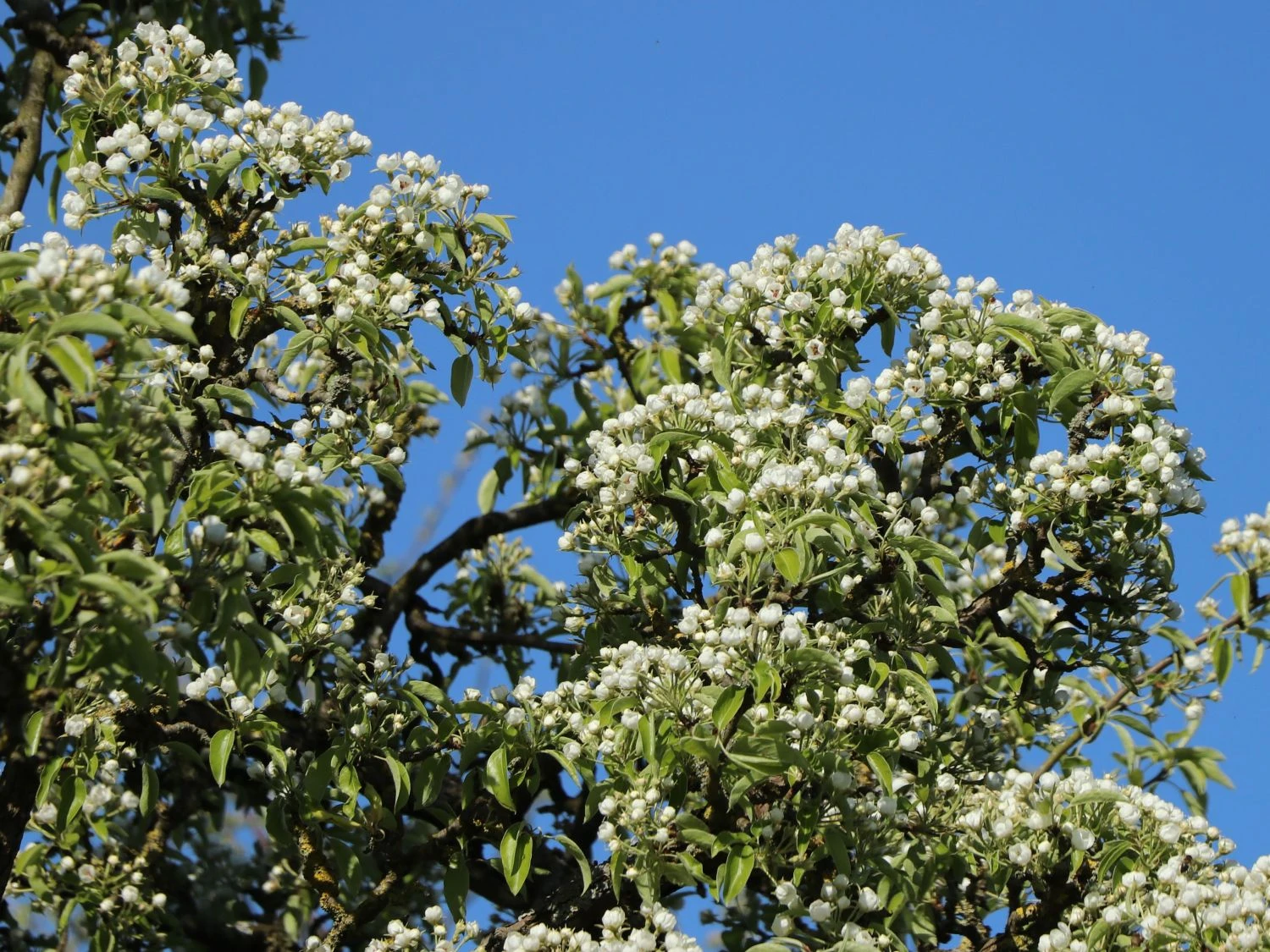 Birne 'Conference' 4 Birne 'Conference' – Bild 2