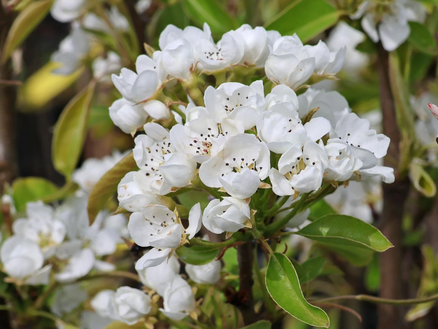 Birne 'Conference' 7 Birne 'Conference' – Bild 5