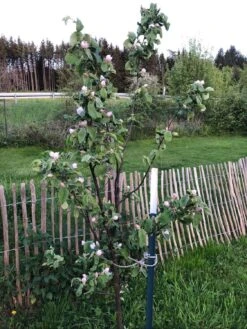 Birnen-Quitte 'Vranja' -Günstiges Erd Seele Geschäft birnen quitte vranja m087204 1302160 0