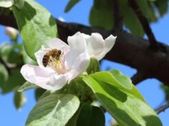 Birnen-Quitte 'Vranja' -Günstiges Erd Seele Geschäft birnen quitte vranja m087204 w 0