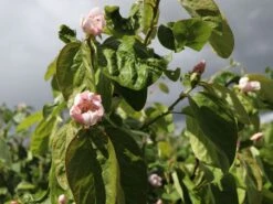 Birnen-Quitte 'Vranja' -Günstiges Erd Seele Geschäft birnen quitte vranja m087204 w 2