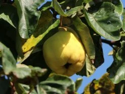 Birnen-Quitte 'Vranja' -Günstiges Erd Seele Geschäft birnen quitte vranja m087204 w 5