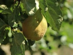 Birnen-Quitte 'Vranja' -Günstiges Erd Seele Geschäft birnen quitte vranja m087204 w 6