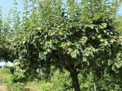 Birnen-Quitte 'Vranja' -Günstiges Erd Seele Geschäft birnen quitte vranja m087204 w 7