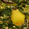 Birnenquitte 'Cydora Robusta' 2 Birnenquitte 'Cydora Robusta' -Günstiges Erd Seele Geschäft birnenquitte cydora robusta s m074020 h 0