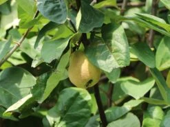 Birnenquitte 'Cydora Robusta' -Günstiges Erd Seele Geschäft birnenquitte cydora robusta s m074020 w 1