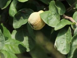 Birnenquitte 'Cydora Robusta' -Günstiges Erd Seele Geschäft birnenquitte cydora robusta s m074020 w 2