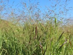 Bläuliche Ruten-Hirse 'Heavy Metal'