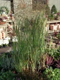 Bläuliche Ruten-Hirse 'Heavy Metal' 14 Bläuliche Ruten-Hirse 'Heavy Metal' -Günstiges Erd Seele Geschäft blaeuliche ruten hirse heavy metal m012560 w 0