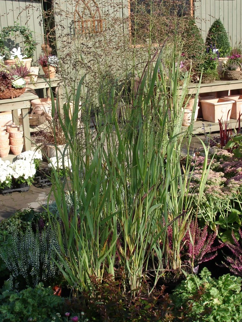 Bläuliche Ruten-Hirse 'Heavy Metal' 5 Bläuliche Ruten-Hirse 'Heavy Metal' – Bild 3