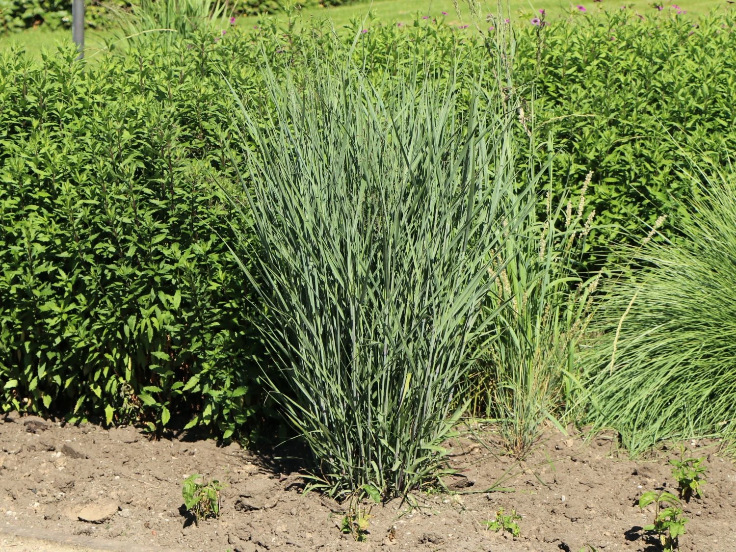 Bläuliche Ruten-Hirse 'Heavy Metal' 8 Bläuliche Ruten-Hirse 'Heavy Metal' – Bild 6