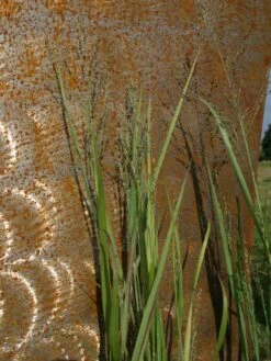 Bläuliche Ruten-Hirse 'Heavy Metal' 21 Bläuliche Ruten-Hirse 'Heavy Metal' -Günstiges Erd Seele Geschäft blaeuliche ruten hirse heavy metal m012560 w 2