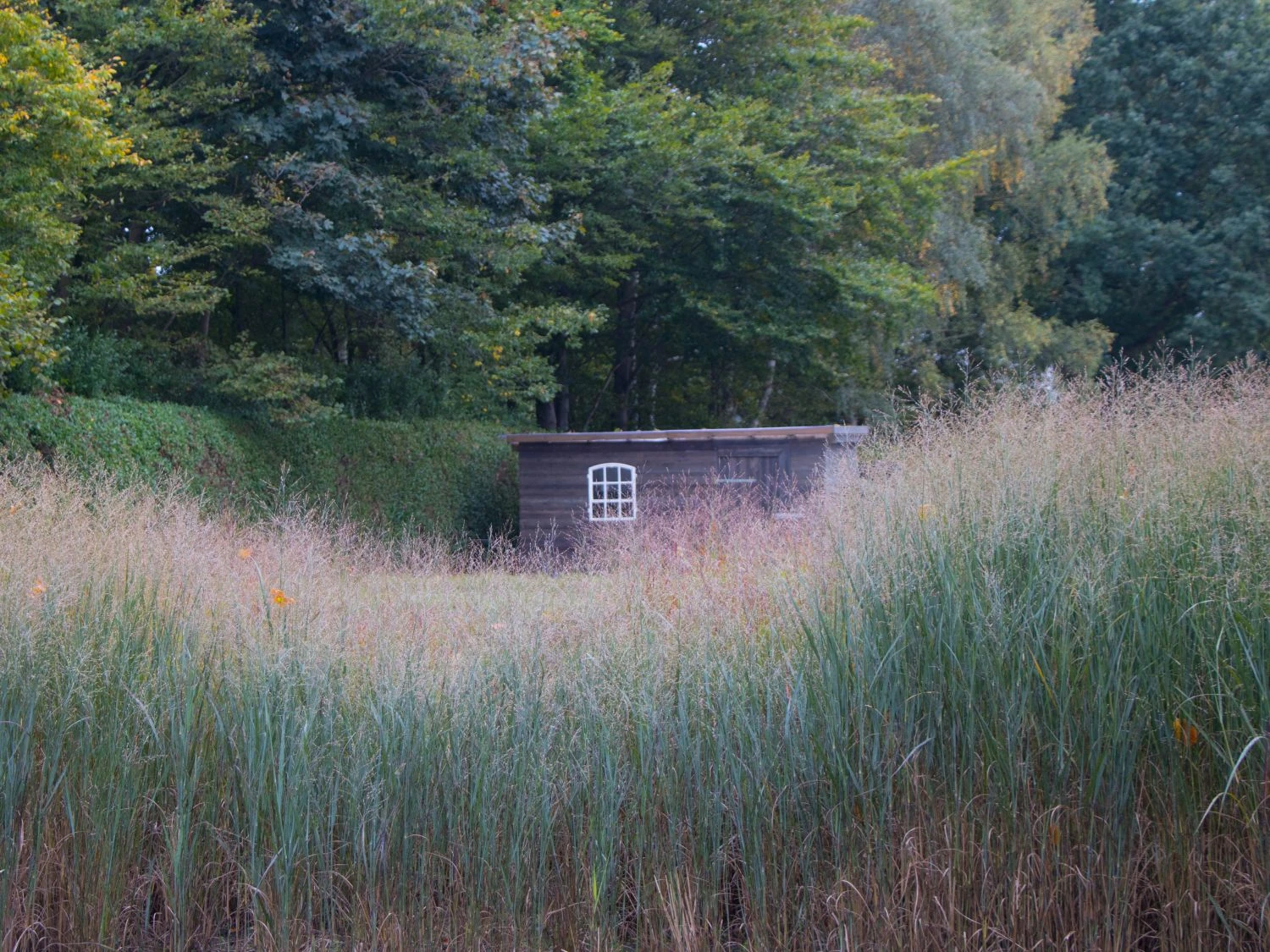Bläuliche Ruten-Hirse 'Heavy Metal' 4 Bläuliche Ruten-Hirse 'Heavy Metal' – Bild 2