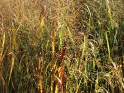 Bläuliche Ruten-Hirse 'Heavy Metal' 19 Bläuliche Ruten-Hirse 'Heavy Metal' -Günstiges Erd Seele Geschäft blaeuliche ruten hirse heavy metal m012560 w 4