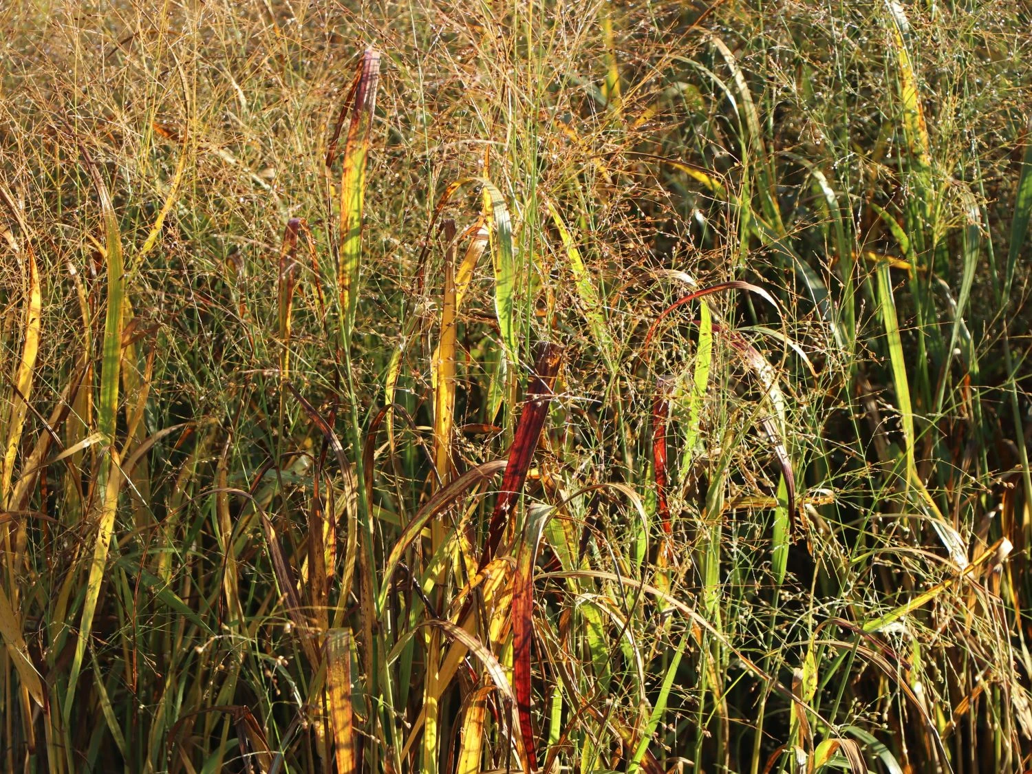 Bläuliche Ruten-Hirse 'Heavy Metal' 10 Bläuliche Ruten-Hirse 'Heavy Metal' – Bild 8