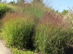 Bläuliche Ruten-Hirse 'Heavy Metal' 16 Bläuliche Ruten-Hirse 'Heavy Metal' -Günstiges Erd Seele Geschäft blaeuliche ruten hirse heavy metal m012560 w 5